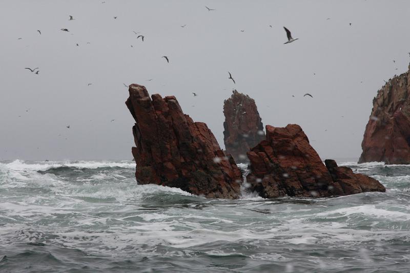 1188-Isole Ballestas,19 luglio 2013.JPG